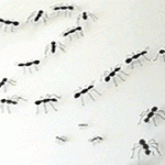 Hormigas