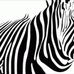 zebra
